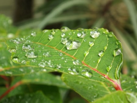 Water Bubble on Leaf - flower, dew, water, plant, drops, morning, leaf, bubble, graden