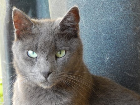 Russian Blue - beautiful, animals, blue, cats, russian, cute