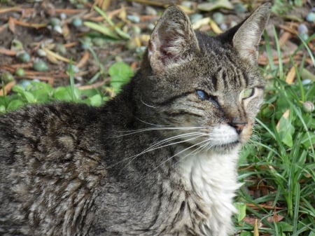 Cat Face Profile - pets, profile, grass, outside, cat, animal, nature, green, face