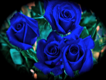 Blues for Carol - flowers, roses, blue, green, four, leaves