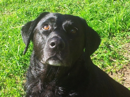 My Hannah, age 10 years - black, Dog, companion, Labrador