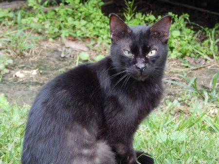 Black Cat Portrait Photography - nature, macro, cat, animal, pets, grass, black, outdoor