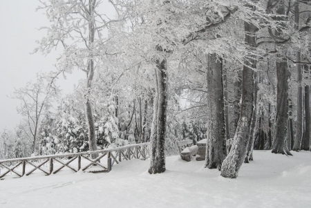 Winter - cald, photo, winter, snow