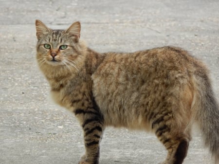 Star - pretty, cat, photography, beautiful, pets, cute