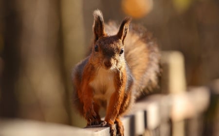 *** Red squirrel *** - animal, red, squirrel, animals