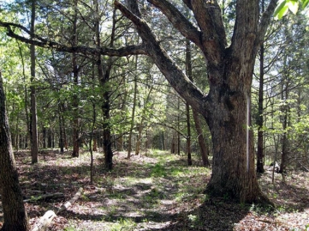 Trees and Quiet - Woods, Nature, Wildlife, Forests