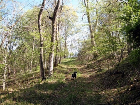 Dog In The Road - wildlife, forests, nature, woodlands