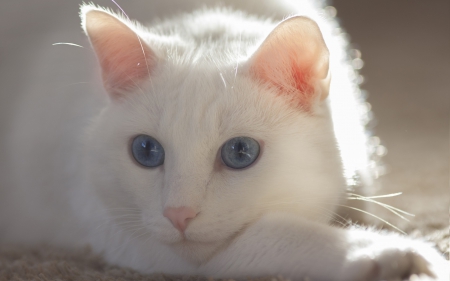 *** White cat *** - cat, cats, animal, animals