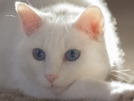 *** White cat ***