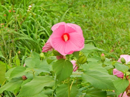 Beauitful Flowers - nature, hot, macro, pink, flowers, outdoor