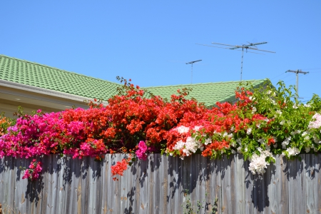 Bougainvillea - fence, climbing, photography, nature, cream, pretty, red, flowers, bougainvillea