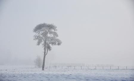 stunning scottish winter scene - quiet, lonely, winter, snow, alone, tree, stunning, nature, hd, scottish