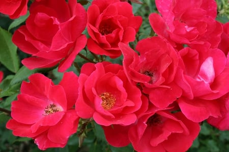 Hot Pink Roses - outside, minnesota, roses, hot pink