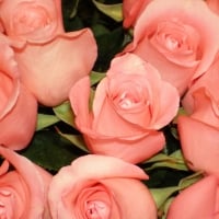 * Pink roses *