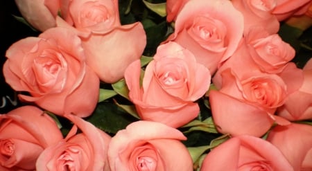 * Pink roses *