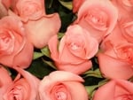 * Pink roses *