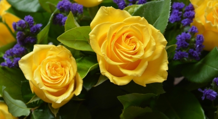 * Lovely flowers * - yellow, yellow roses, roses, petals