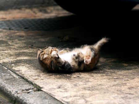 Cat - sleepy, cute, beautiful, cat, sleeping, kitty, cats, hat, cat face, paws, face, animals, pretty, beauty, sweet, kitten, lovely