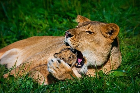 Family - sleepy, cute, beautiful, cat, sleeping, kitty, cats, hat, cat face, paws, face, animals, pretty, beauty, sweet, kitten, lovely