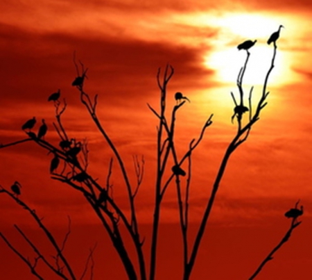 Sunset Time - sunsets, red, sky, tree, nature