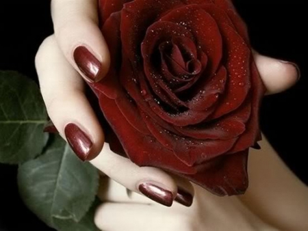 burgundy rose - nails, burgundy, roses, hand