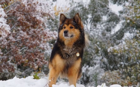 German shepherd - pretty, beautiful, dog face, puppies, lovely, playful dog, sweet, playful, dogs, cute, face, puppy, animals