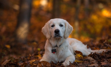 Labrador - puppy, animals, lovely, face, dog face, playful, pretty, beautiful, dogs, playful dog, sweet, cute, puppies