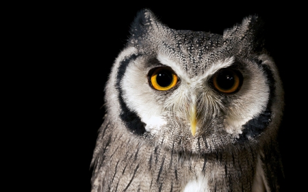 Owl - white, bird, black, owl, yellow eyes