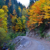 Autumn forest path