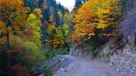 Autumn forest path - forest, path, colours, trees, autumn