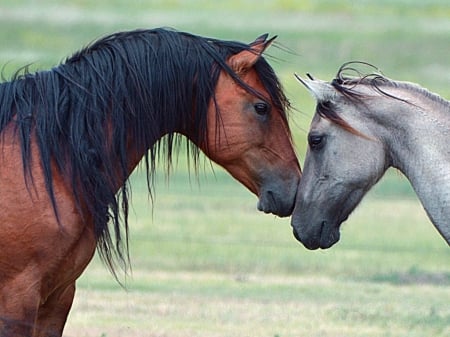 horses - running, war horse, desktop, appaloosa, fast, animal, horses, draft horse, art, wallpaper