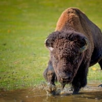 Bison