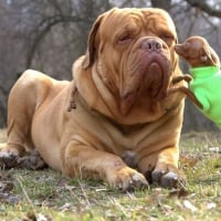 French Mastiff Dogue De Bordeaux