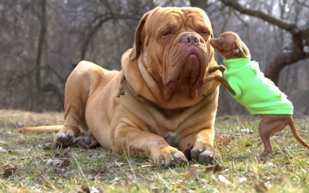 French Mastiff Dogue De Bordeaux - French Mastiff Dogue De Bordeaux, Animals, Funny, greenjacket, litle doggy, Dogs, Mastiff, chiwawa