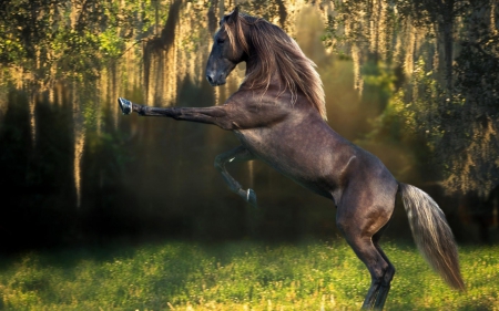 horse - fast, appaloosa, running, wallpaper, horses, art, war horse, animal, desktop, draft horse