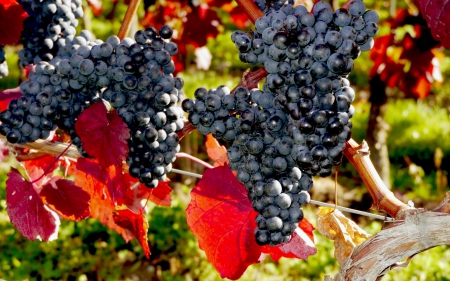 Dark Grapes - fall, autumn, fruits, leaves, colors