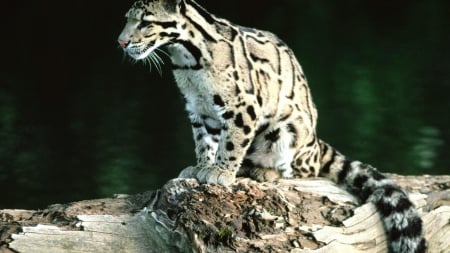 Young Snow Leopard - cats, animals, other, entertainment