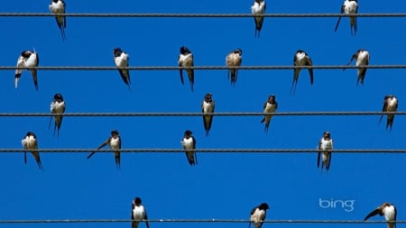 Birds on a Wire - entertainment, technology, windows, other