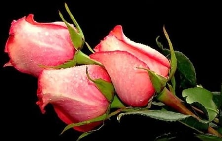 Roses - three, red, flower, rose, pink, beauty