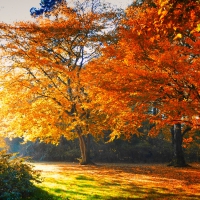 Beautiful Autumn