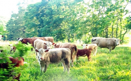 Cows In A Field - Animals, Cows, Nature, Wildlife