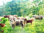 Cows In A Field