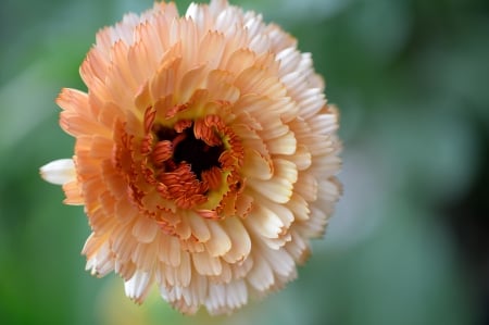 *** Calendula *** - flowers, calendula, flower, nature