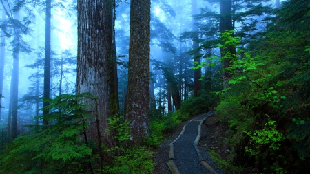 lovely trail through a foggy forest - hill, forest, fog, trail