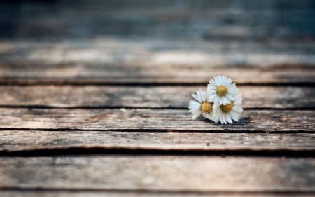 *** White daysies *** - daysies, nature, flowers, flower