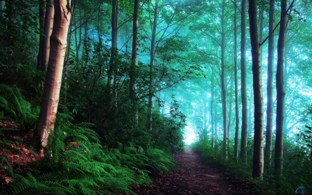 Beautiful forest - green, forest, path, trees