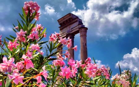 Leander against a blue sky - clouds, summer, blue, beautiful, lovely, freshness, flower, pink, leaves, forum, leander, nice, sky