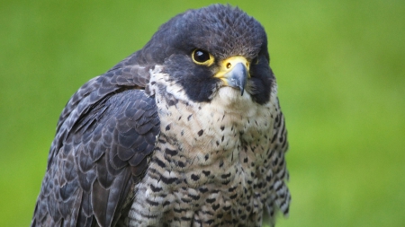 Falcon - animal, falcon, eagle, bird