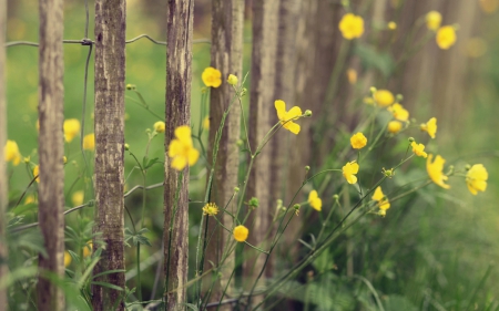 Flower - leaf, flower, nature, plant