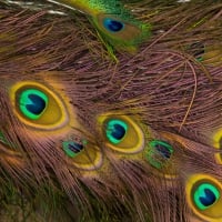 Peacock Feather